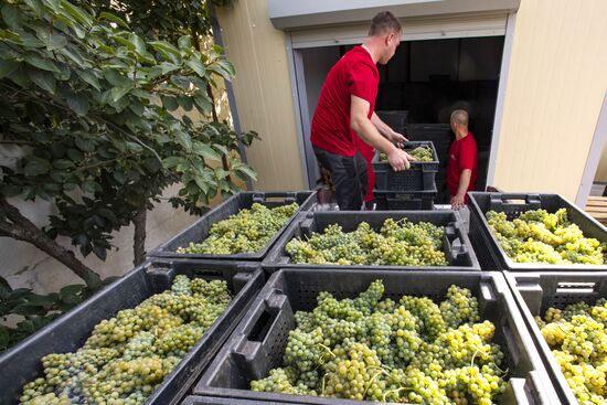 Russia Crimea Winegrowing