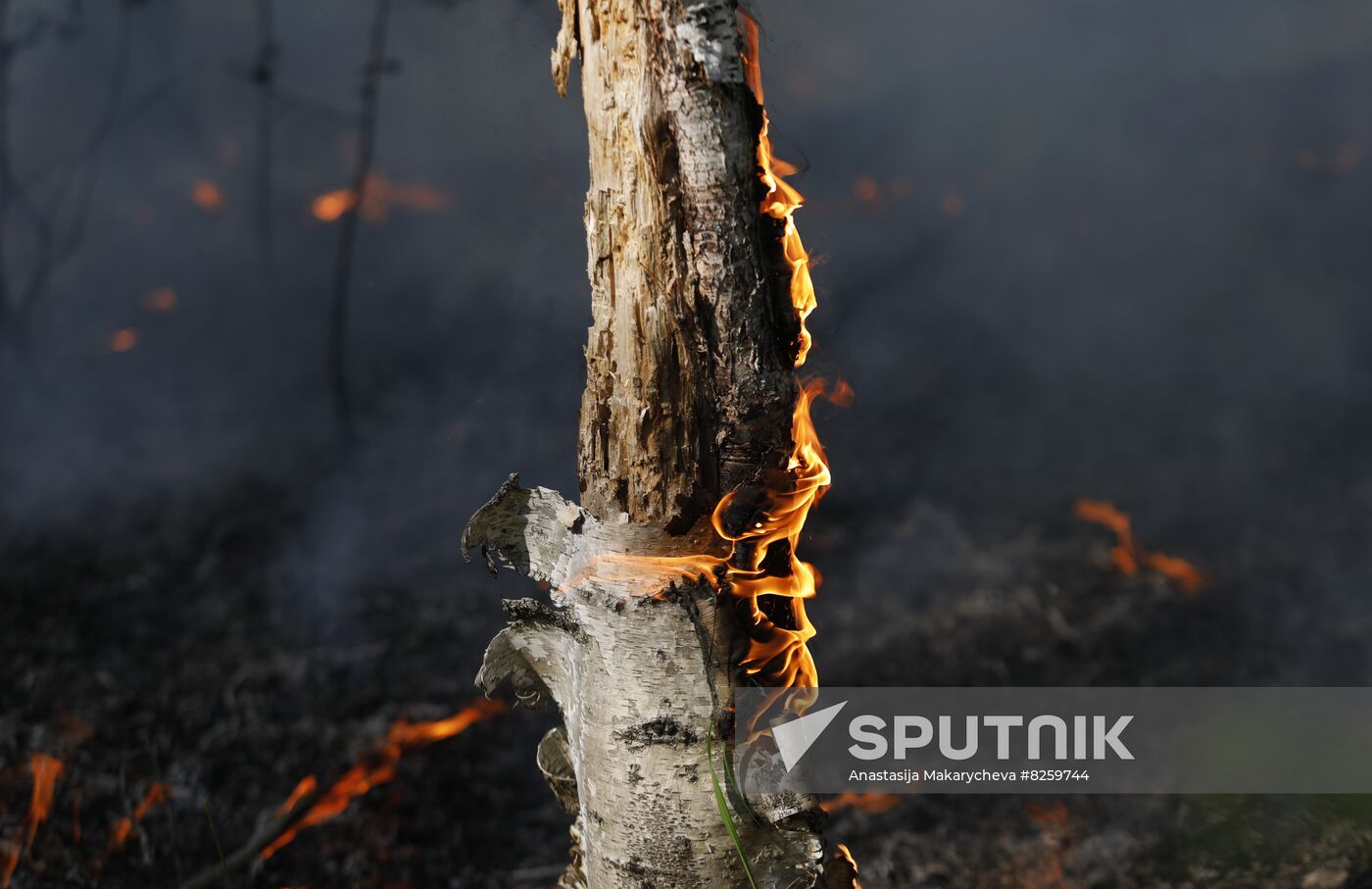 Russia Wildfires