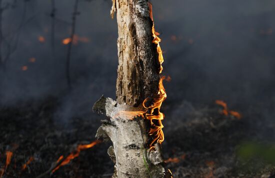 Russia Wildfires