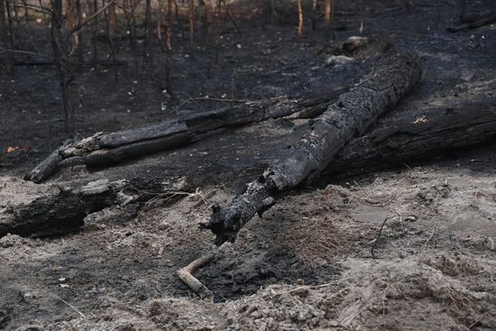 Russia Wildfires