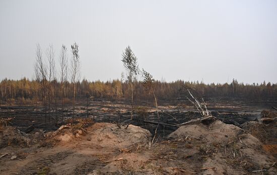 Russia Wildfires