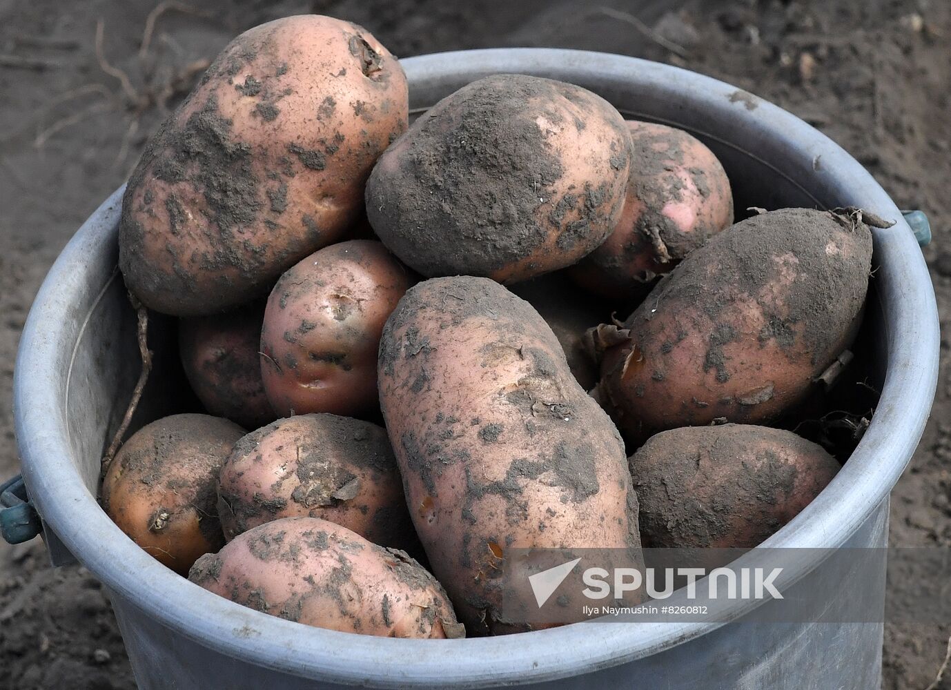 Russia Agriculture Potatoes Harvest
