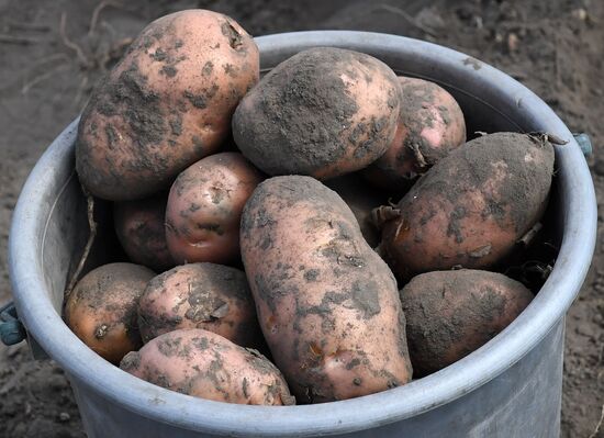 Russia Agriculture  Potatoes Harvest