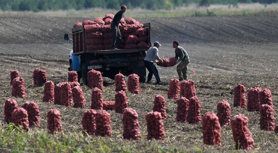 Russia Agriculture  Potatoes Harvest