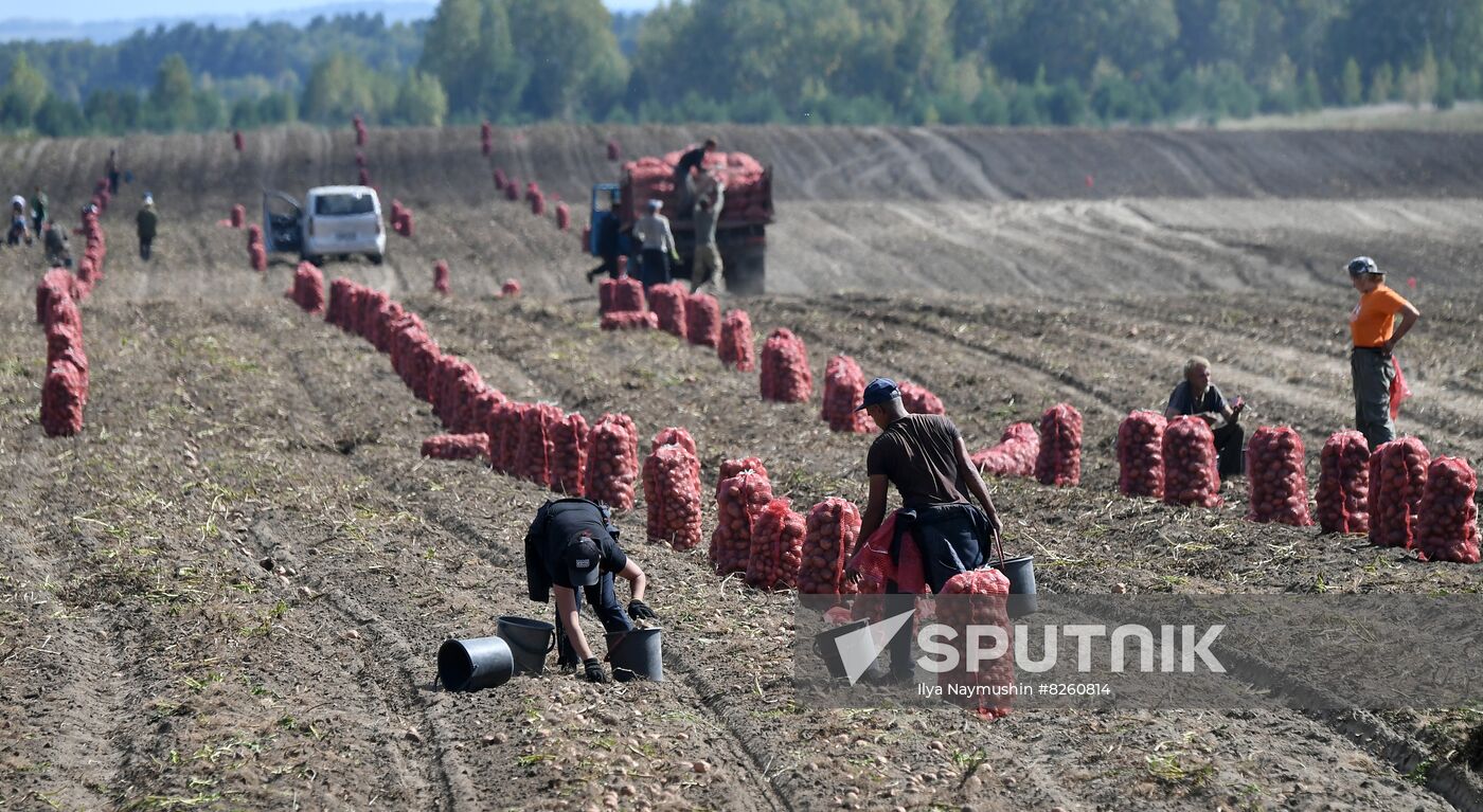 Russia Agriculture Potatoes Harvest