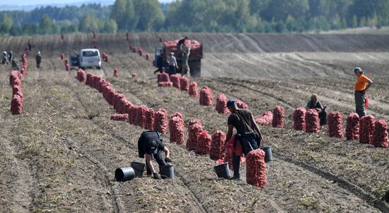 Russia Agriculture  Potatoes Harvest