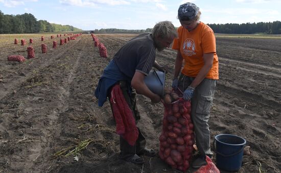 Russia Agriculture  Potatoes Harvest