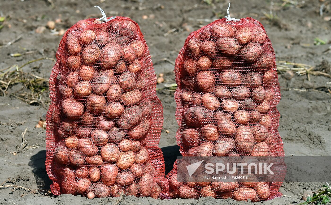 Russia Agriculture  Potatoes Harvest