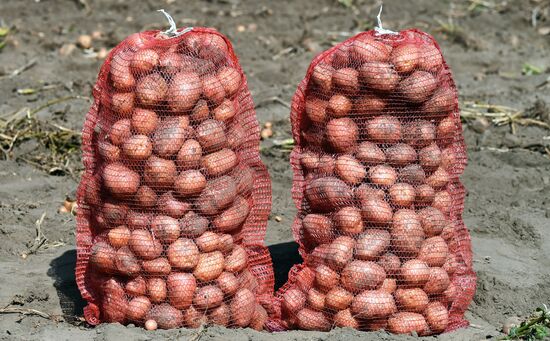 Russia Agriculture  Potatoes Harvest