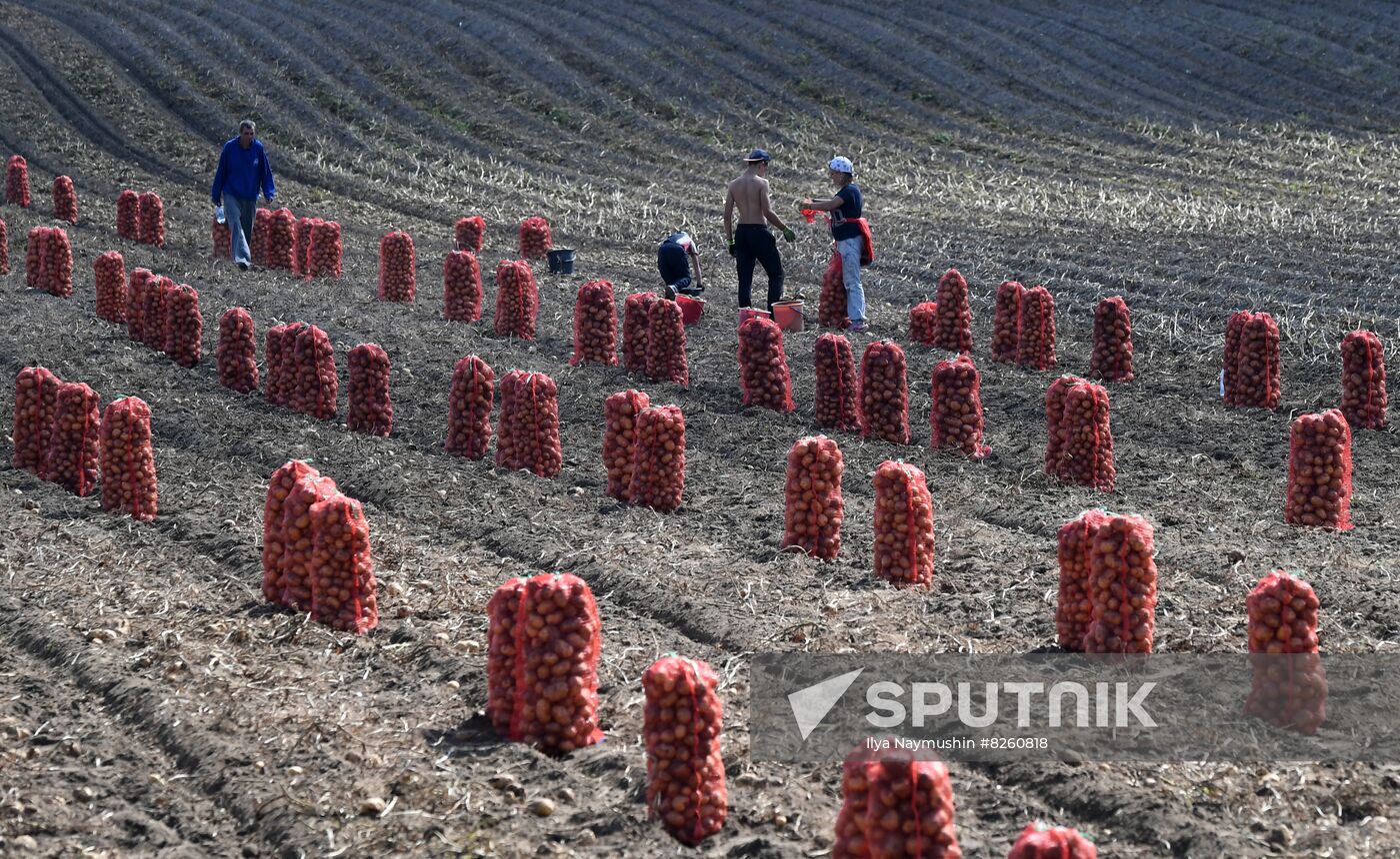 Russia Agriculture Potatoes Harvest