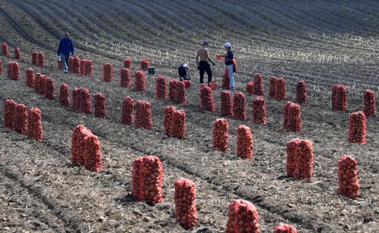 Russia Agriculture  Potatoes Harvest