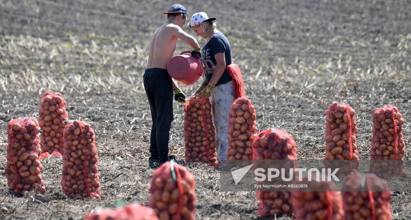 Russia Agriculture Potatoes Harvest