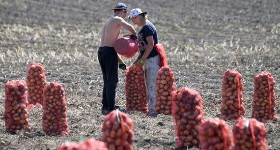 Russia Agriculture  Potatoes Harvest