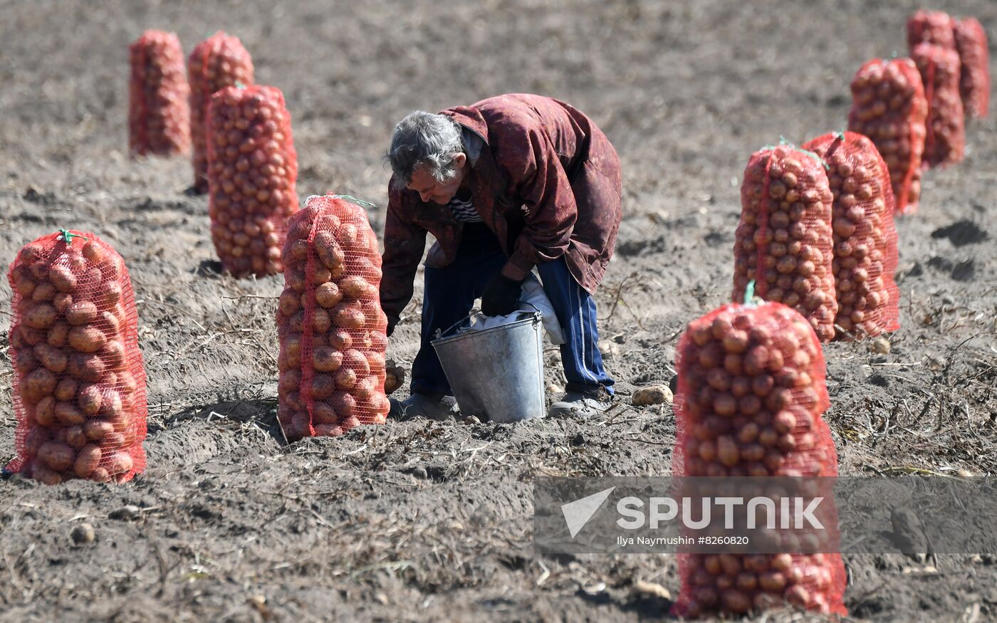 Russia Agriculture Potatoes Harvest