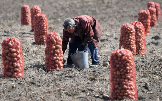 Russia Agriculture  Potatoes Harvest
