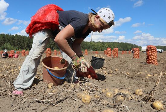 Russia Agriculture  Potatoes Harvest