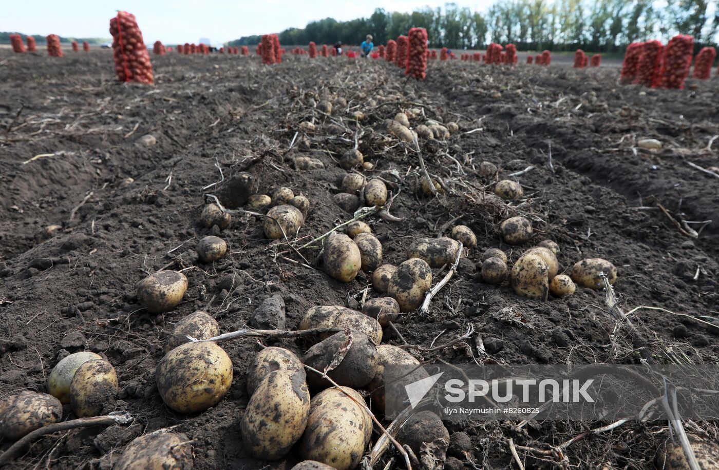 Russia Agriculture Potatoes Harvest