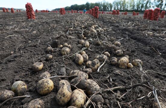 Russia Agriculture  Potatoes Harvest