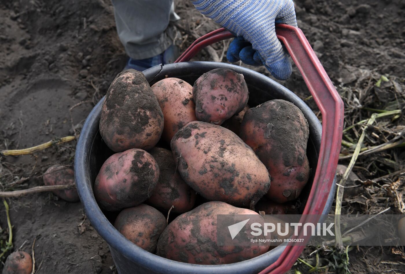 Russia Agriculture Potatoes Harvest