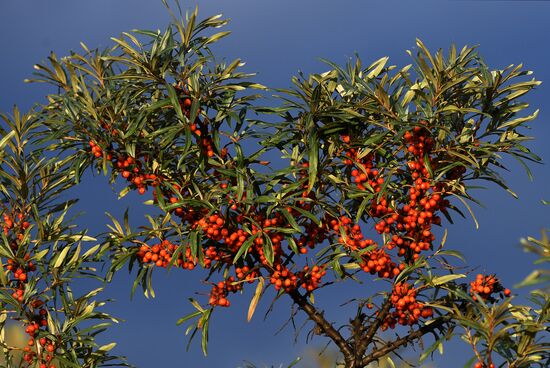 Russia Siberia Tourism