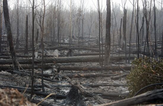 Russia Wildfires