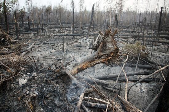 Russia Wildfires