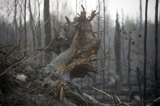 Russia Wildfires