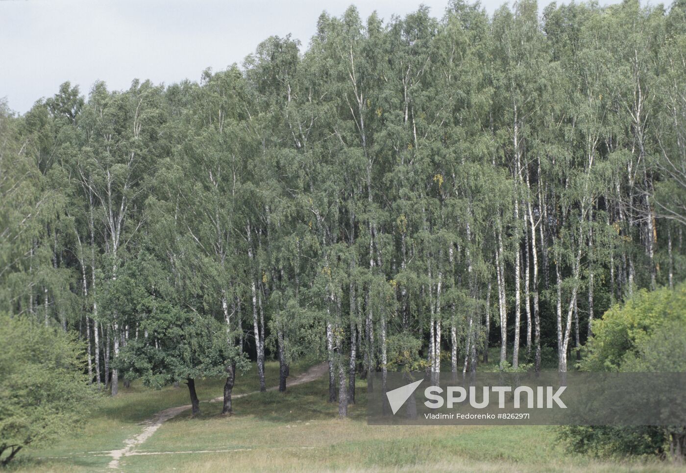 Russian forest