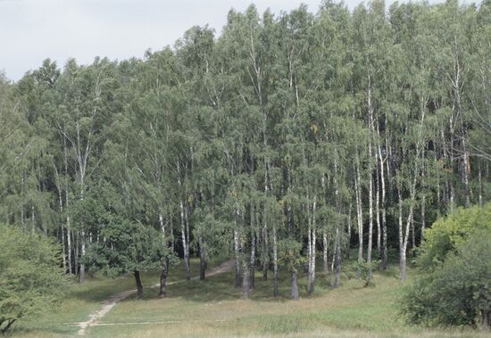Russian forest