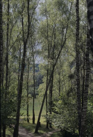Russian forest
