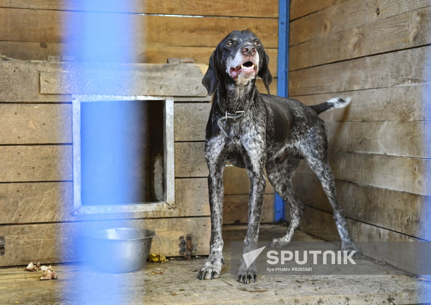 DPR Russia Ukraine Military Operation Pet Shelter