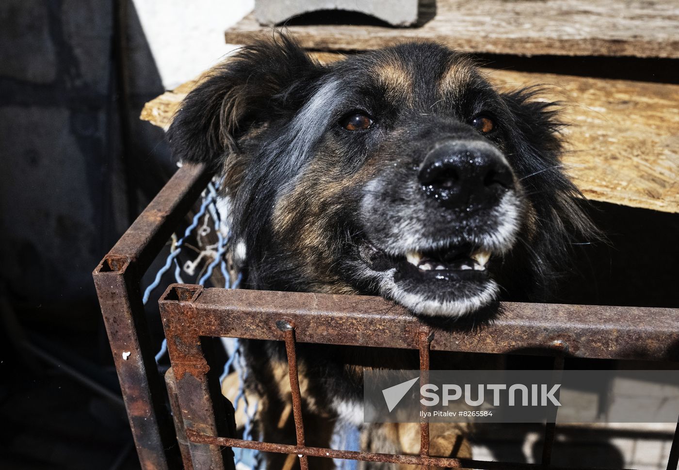 DPR Russia Ukraine Military Operation Pet Shelter