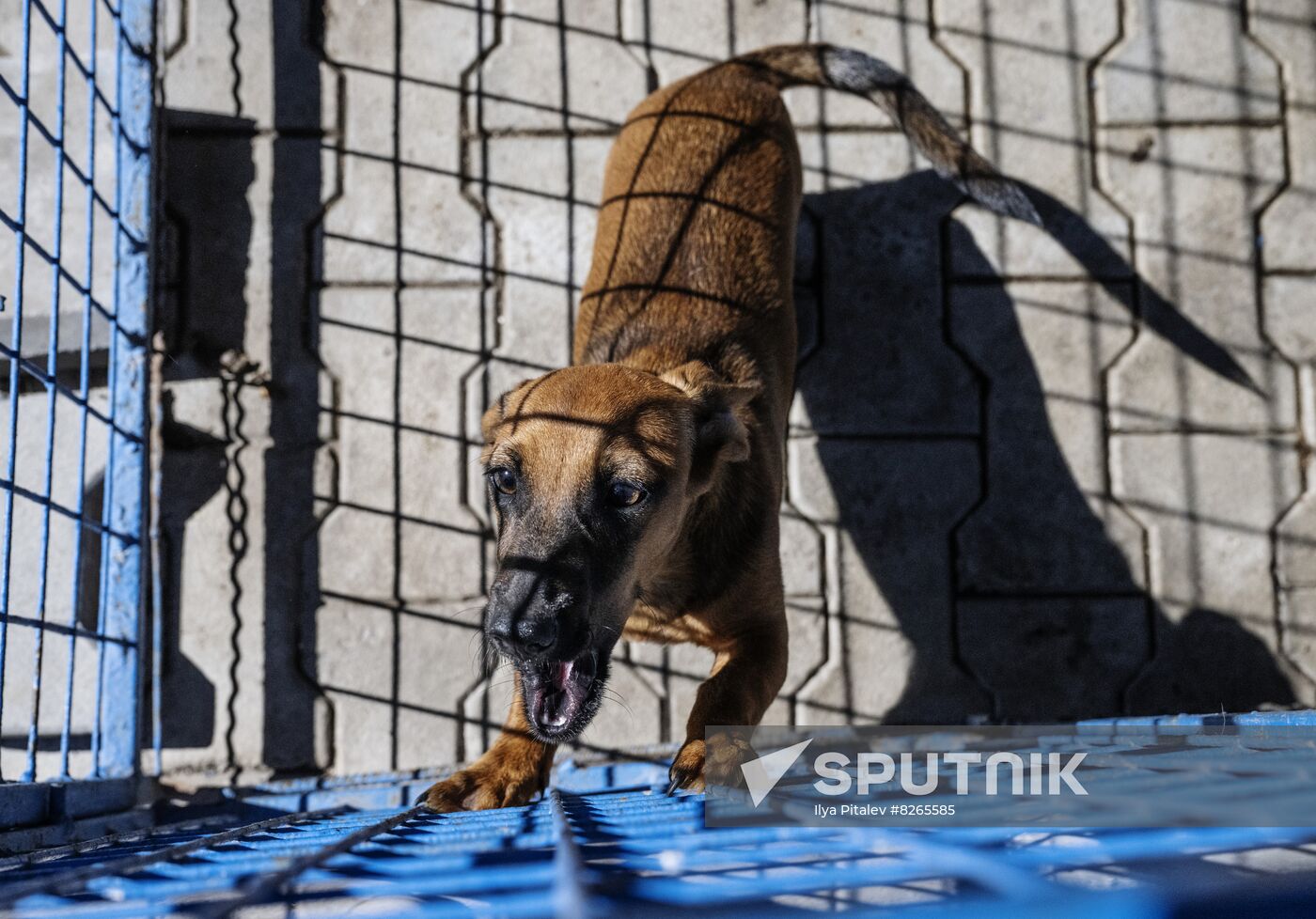 DPR Russia Ukraine Military Operation Pet Shelter