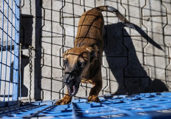 DPR Russia Ukraine Military Operation Pet Shelter