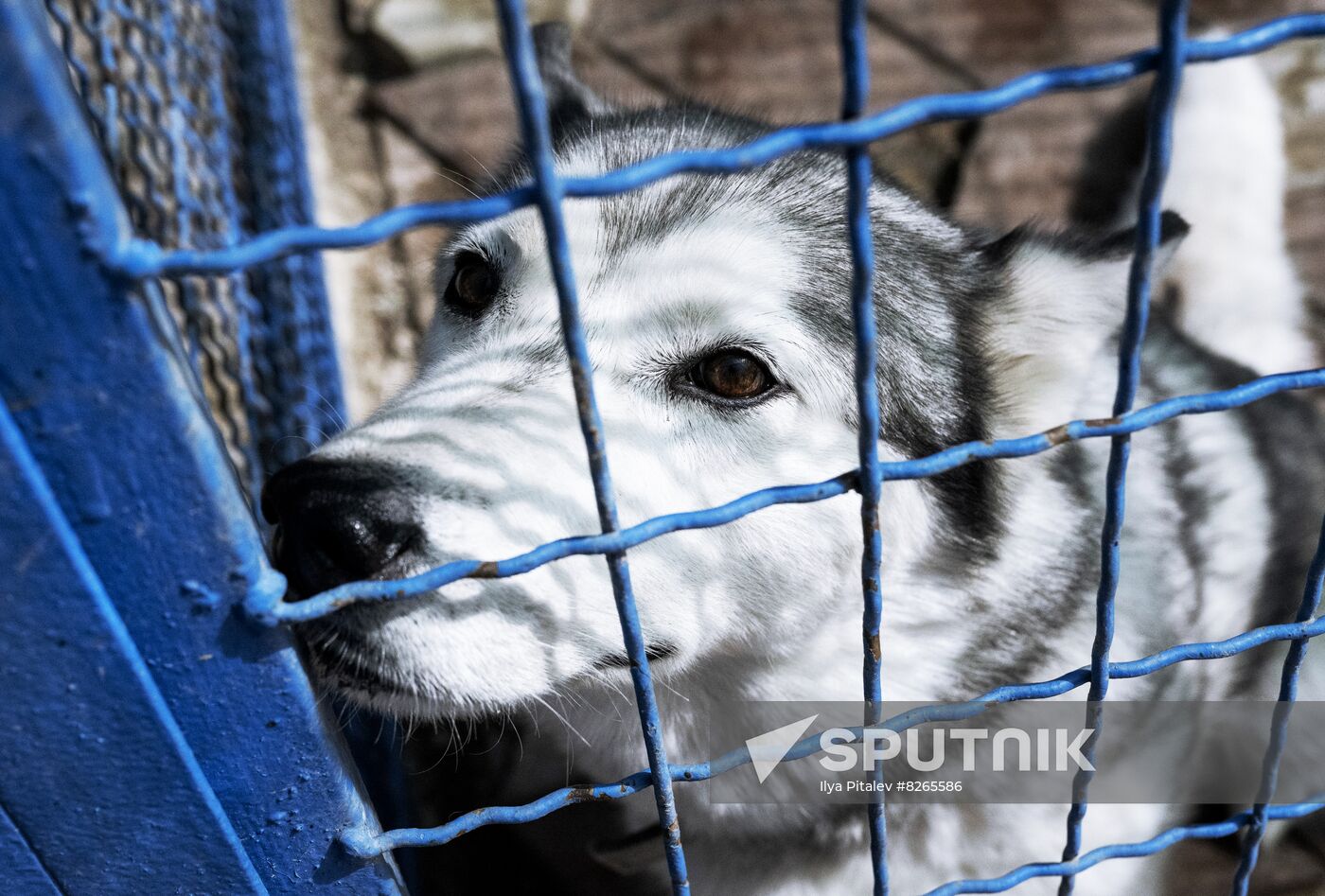 DPR Russia Ukraine Military Operation Pet Shelter