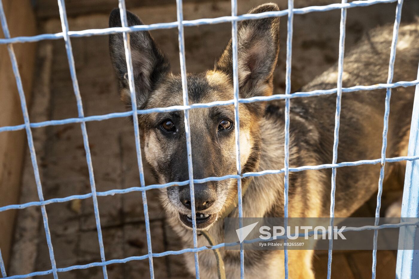 DPR Russia Ukraine Military Operation Pet Shelter