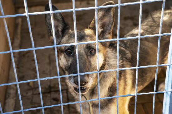 DPR Russia Ukraine Military Operation Pet Shelter