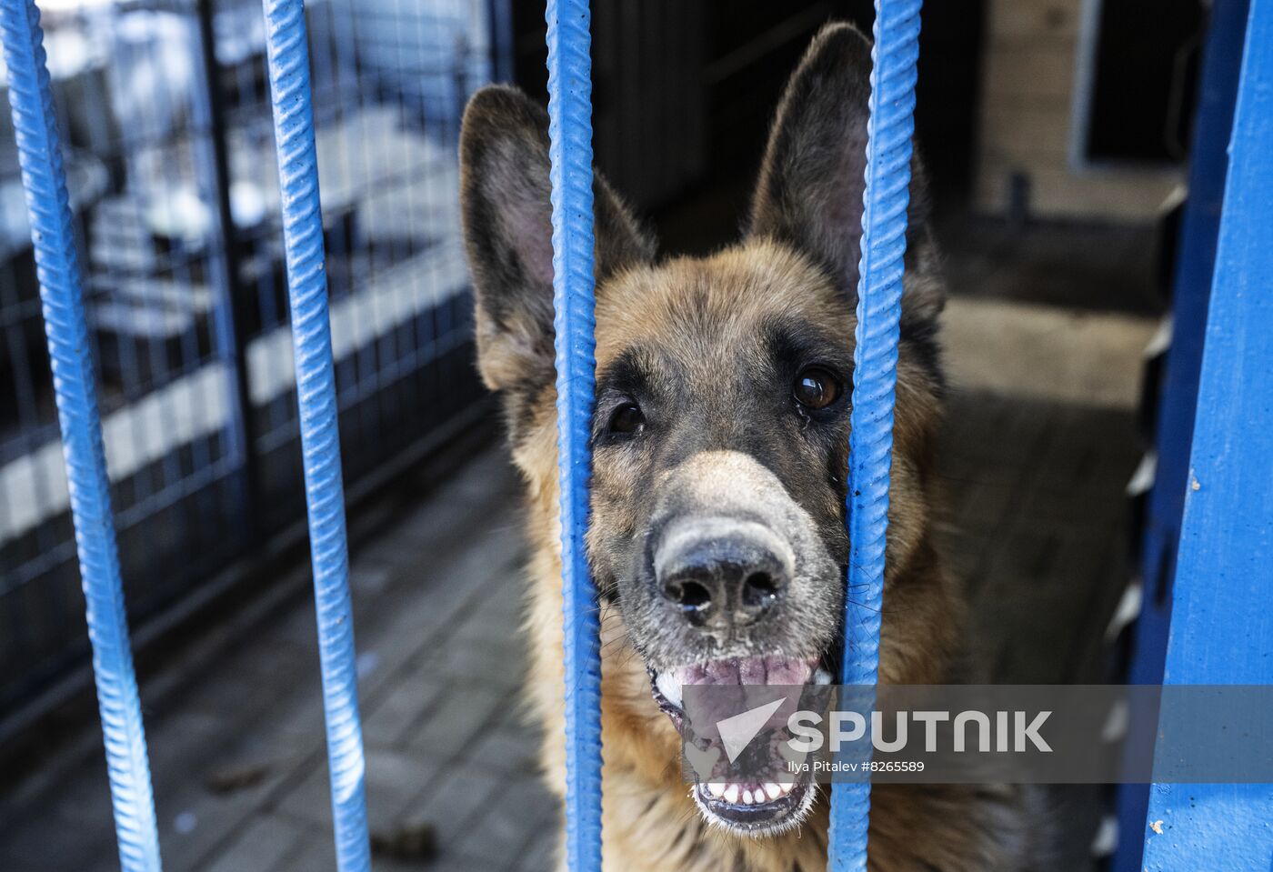 DPR Russia Ukraine Military Operation Pet Shelter