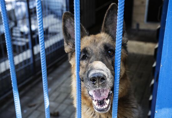 DPR Russia Ukraine Military Operation Pet Shelter