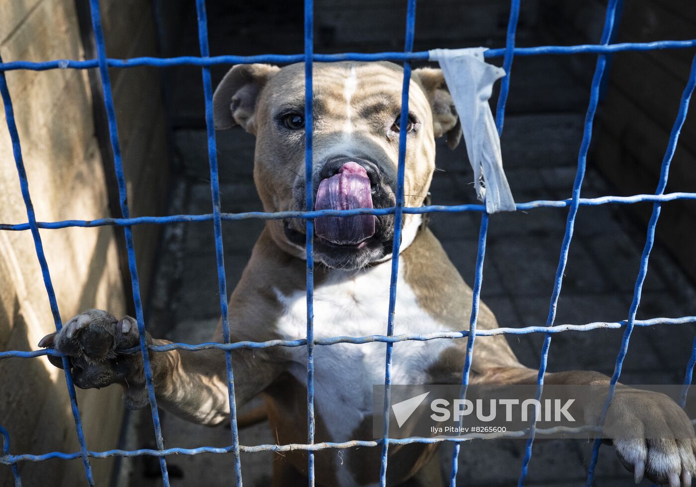 DPR Russia Ukraine Military Operation Pet Shelter