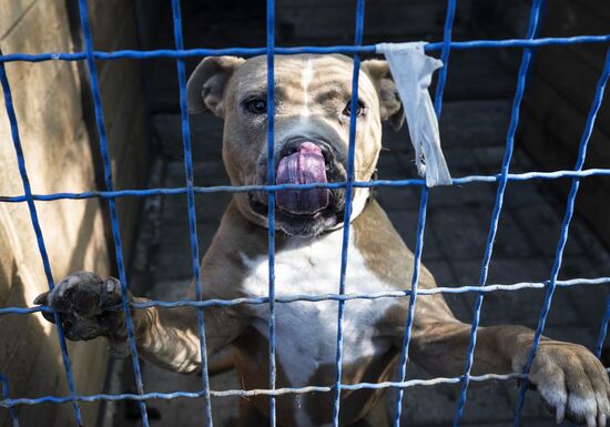 DPR Russia Ukraine Military Operation Pet Shelter