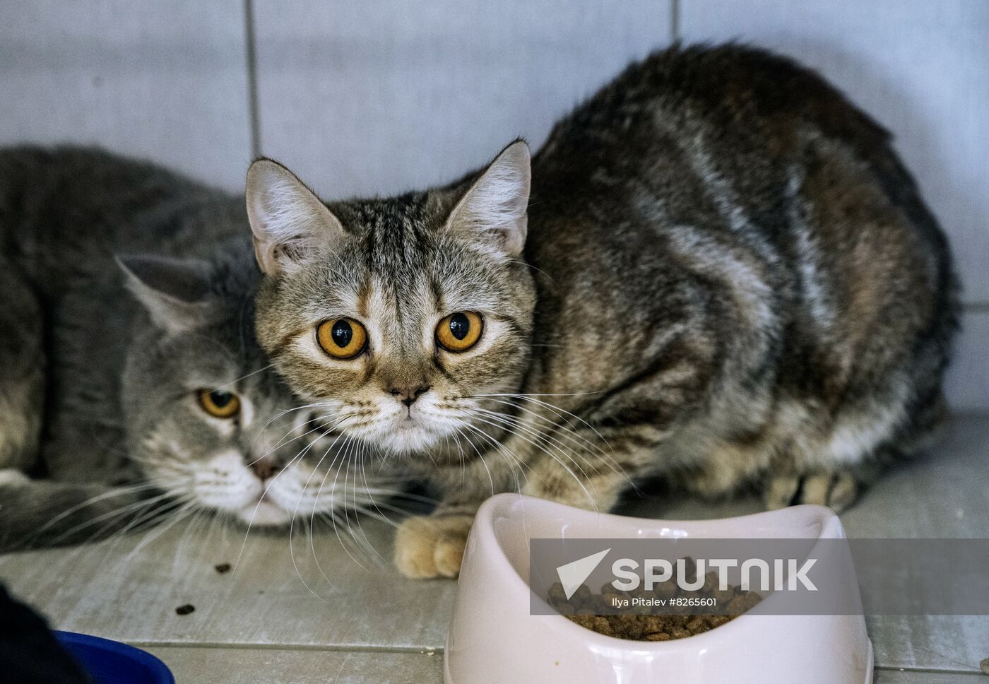 DPR Russia Ukraine Military Operation Pet Shelter