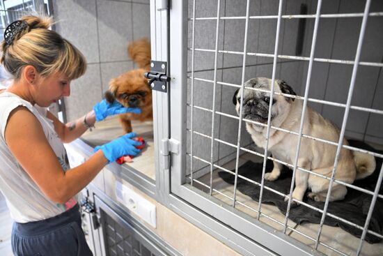 DPR Russia Ukraine Military Operation Pet Shelter