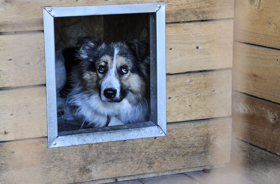 DPR Russia Ukraine Military Operation Pet Shelter