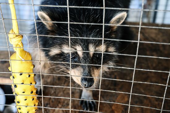 DPR Russia Ukraine Military Operation Pet Shelter