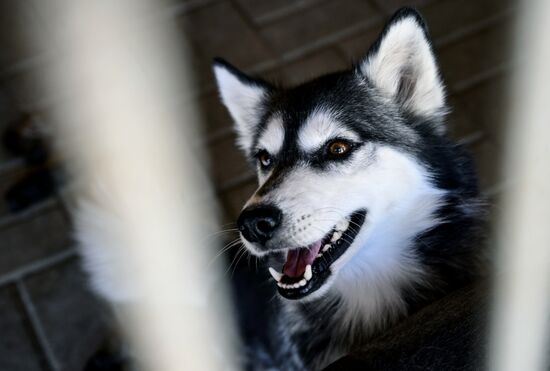 DPR Russia Ukraine Military Operation Pet Shelter