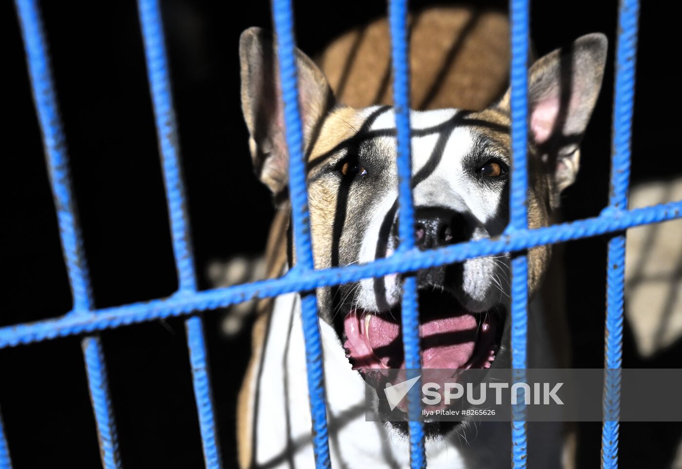 DPR Russia Ukraine Military Operation Pet Shelter