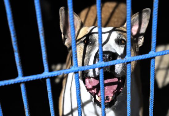 DPR Russia Ukraine Military Operation Pet Shelter