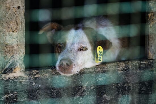 DPR Russia Ukraine Military Operation Pet Shelter