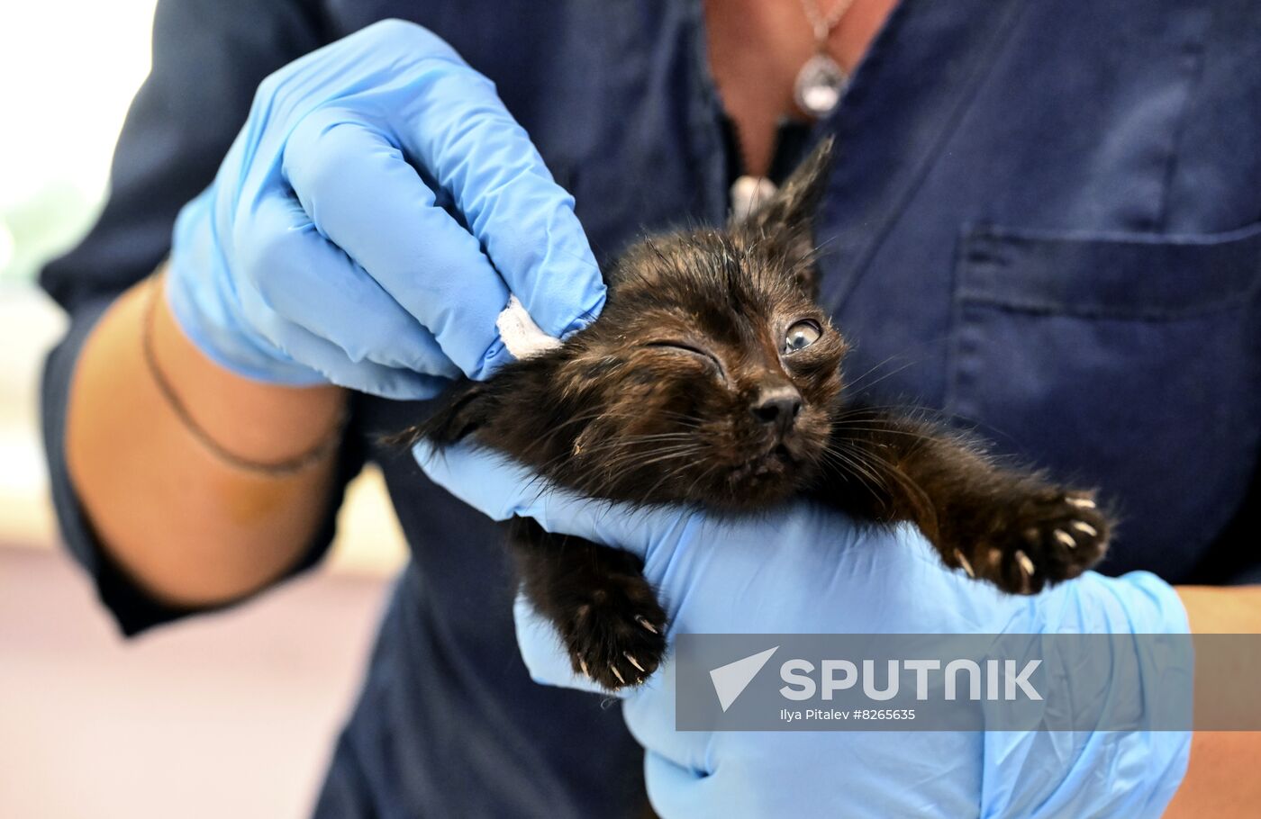 DPR Russia Ukraine Military Operation Pet Shelter